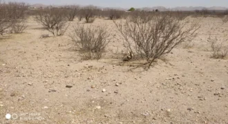 Terreno Venta Carretera Libre Chihuahua – Juárez 300,000 Evehue GL5